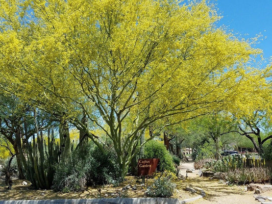 Desert Museum - Thornless Palo Verde Seeds Cercidium x 'Desert Museum' - Tampa Home & Garden Store