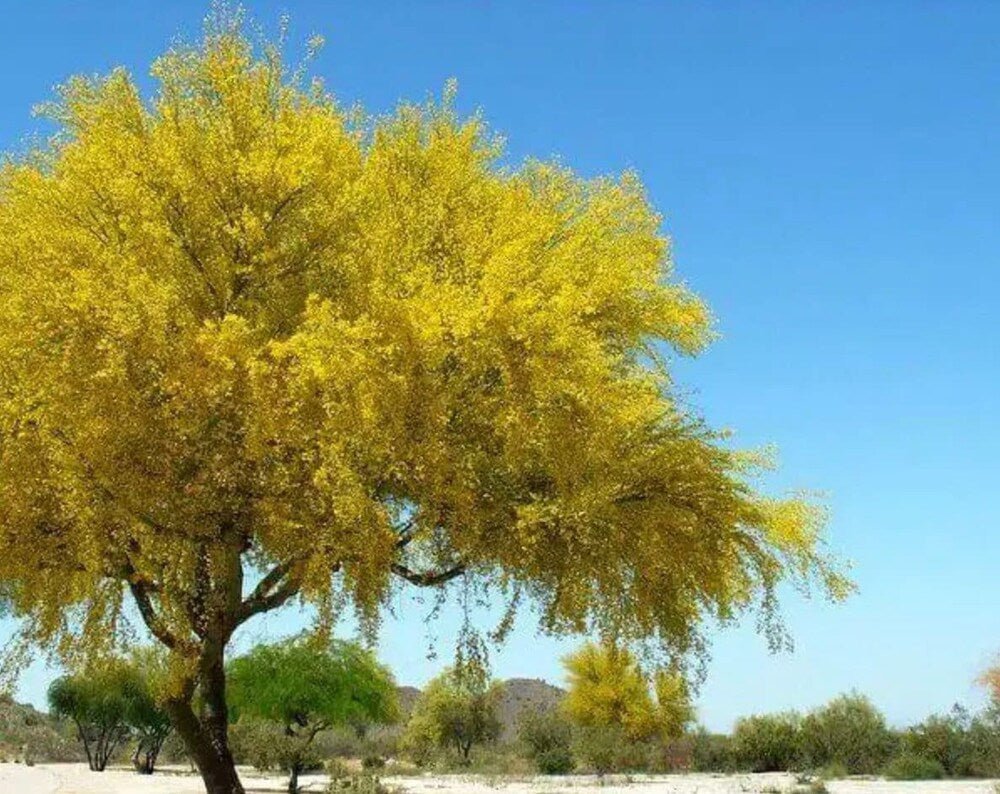 Desert Museum - Thornless Palo Verde Seeds - Tampa Home & Garden Store