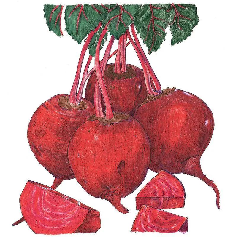 Detroit Dark Red Beet Seeds Organic seeds red beets with pink stems and sliced beets on Tampa Home & Garden Store