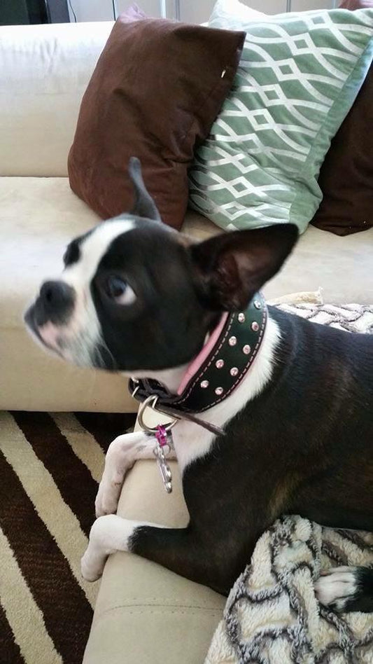 ''Diamond'' collar - Tampa Home & Garden Store