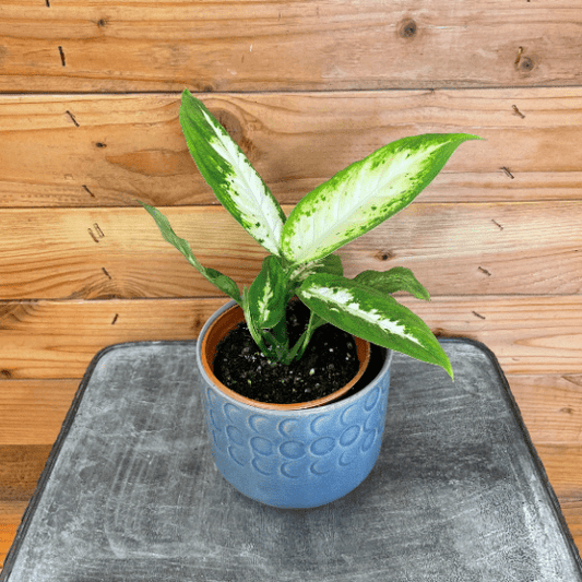 Dieffenbachia Compacta, 4" Plant - Tampa Home & Garden Store