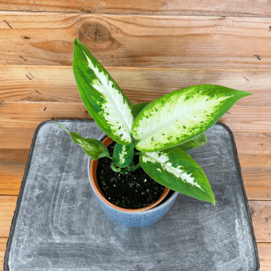 Dieffenbachia Compacta, 4" Plant - Tampa Home & Garden Store