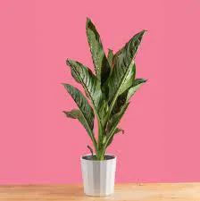 Dieffenbachia Dumb Cane plant with green leaves in white pot by Terra Cotta Botanical Boutique on Tampa Home & Garden Store