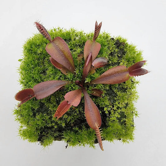 Venus flytrap Red Shark Teeth live plant with red traps amid bright green moss on Tampa Home & Garden Store