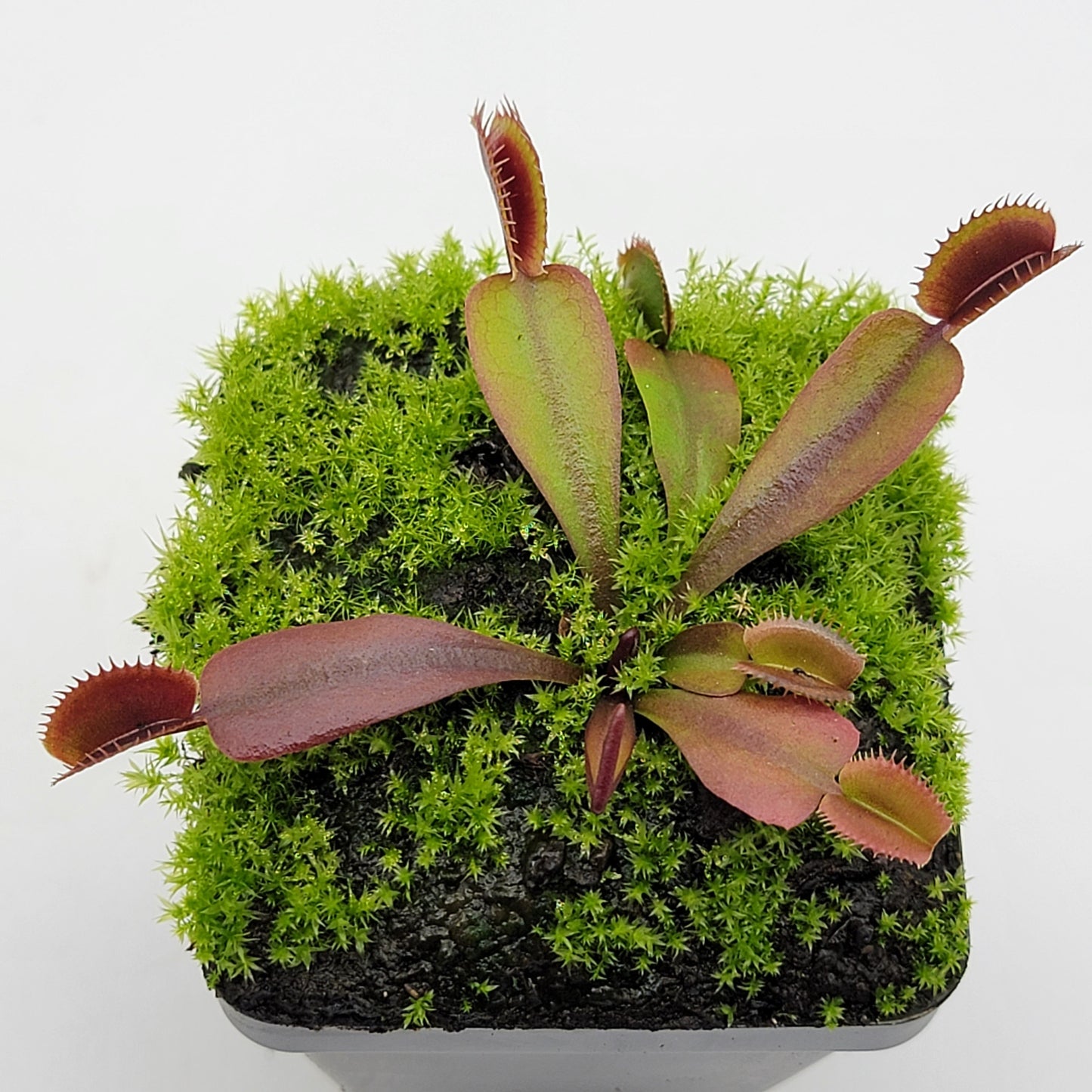 Venus Flytrap Plant "Red Shark Teeth"