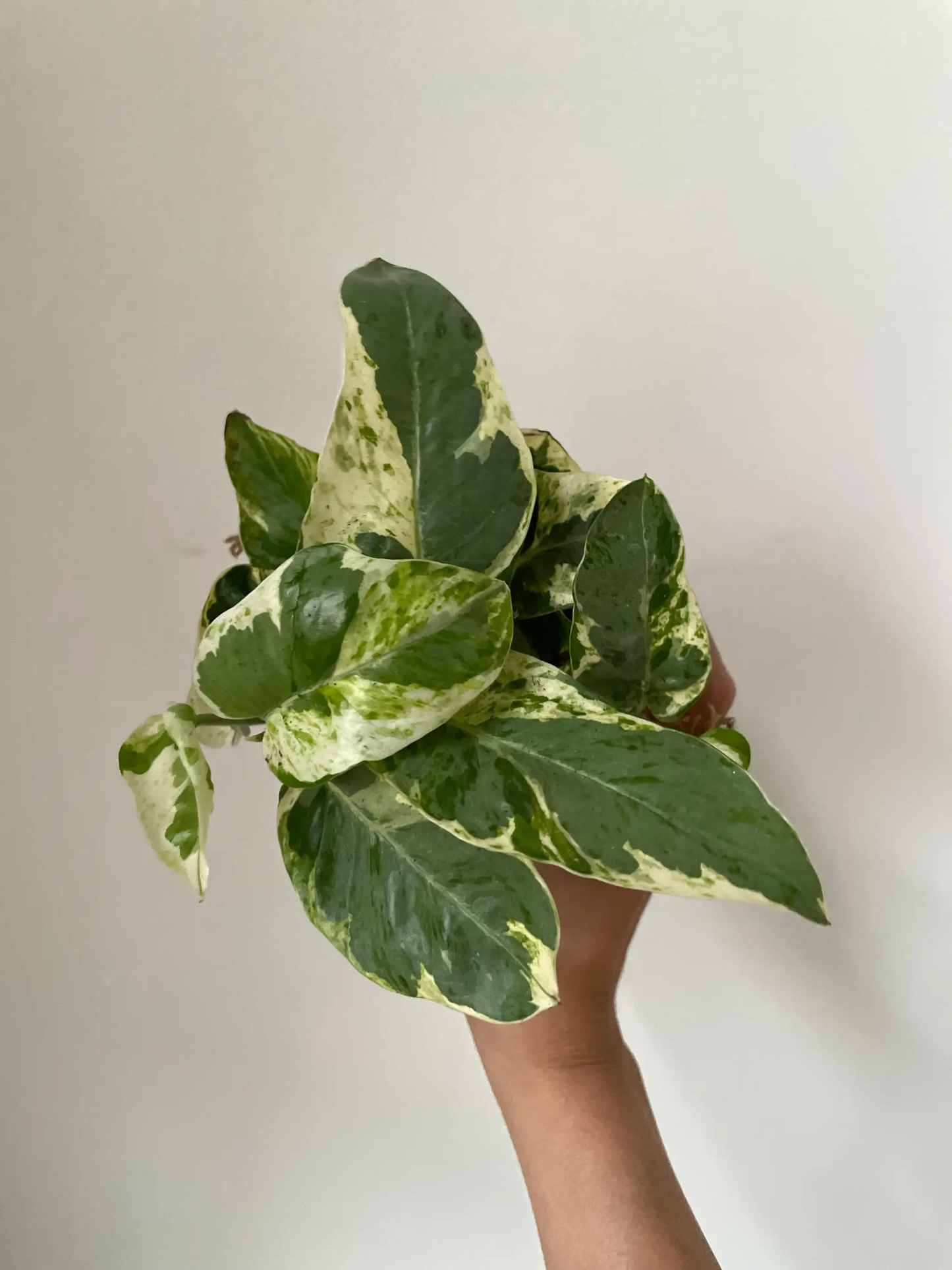 Pearl and Jade pothos by Dirt Bag, variegated green and cream leaves, handheld plant on Tampa Home & Garden Store