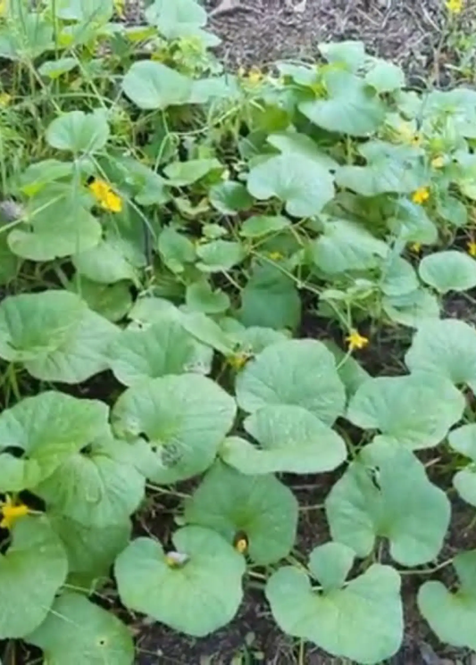 Dosakai Cucumis melo var chito fruiting plant with rounded green leaves and small yellow flowers on Tampa Home & Garden Store
