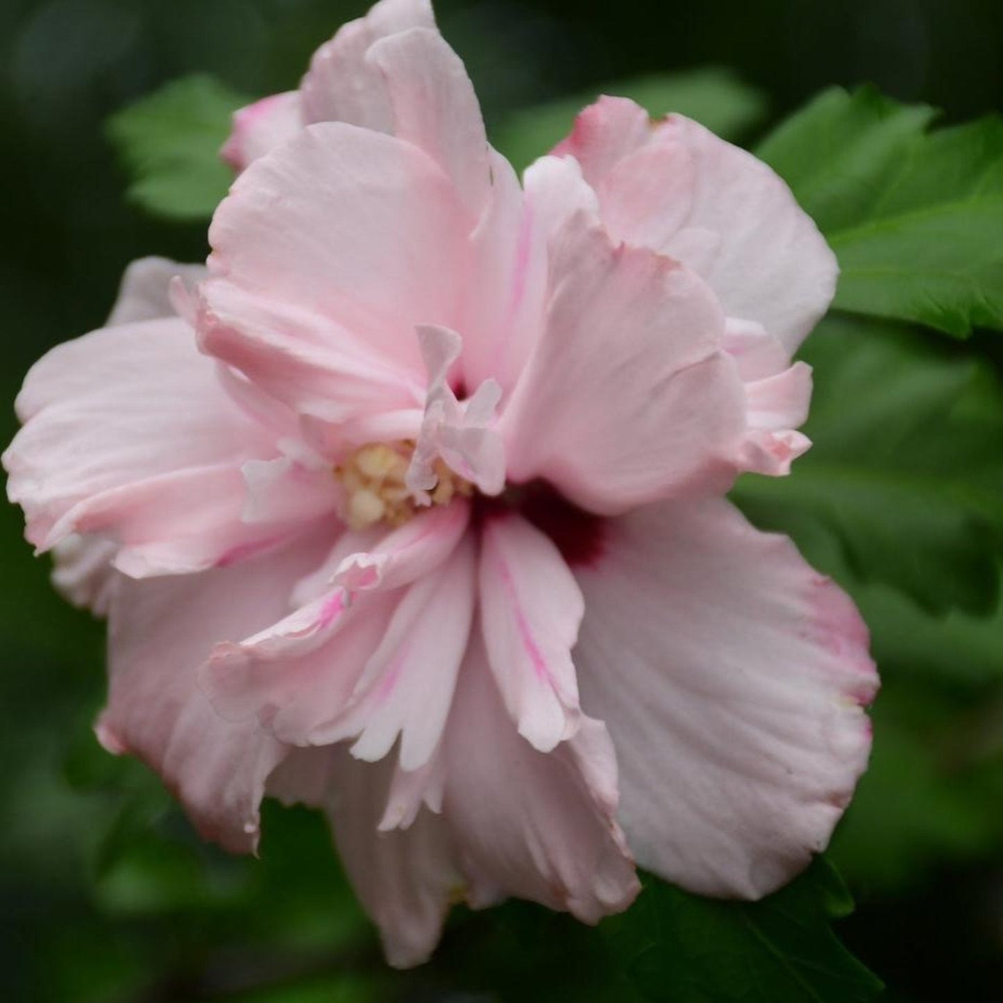Double Pink Rose of Sharon Tree bloom close-up pink petals with green leaves on Tampa Home & Garden Store