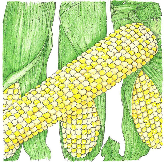 Double Standard Corn Seeds (Organic) - Tampa Home & Garden Store