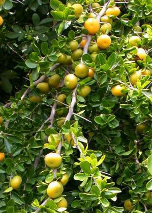 Kei Apple tropical fruit tree by Sow Exotic with yellow fruit on leafy branches on Tampa Home & Garden Store