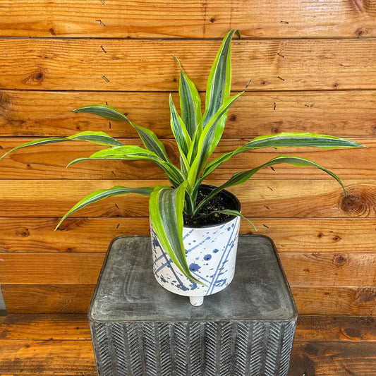 Dracaena Lemon Lime 6-Inch Pot with lime-yellow edged leaves in a blue patterned pot on Tampa Home & Garden Store