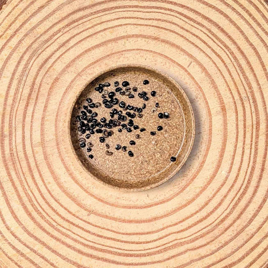 Dracaena Indivisa 'Spike' Seeds - Tampa Home & Garden Store