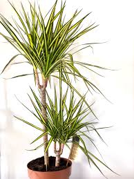 Dracaena Sunray Plant with yellow-striped leaves in a terracotta pot on Tampa Home & Garden Store