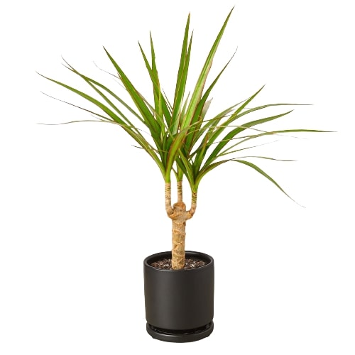 Dracaena Marginata Cane indoor potted houseplant in black pot, Rooted Treasures Farms on Tampa Home & Garden Store