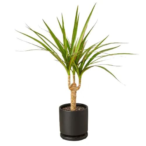 Dracaena Marginata Cane - Tampa Home & Garden Store