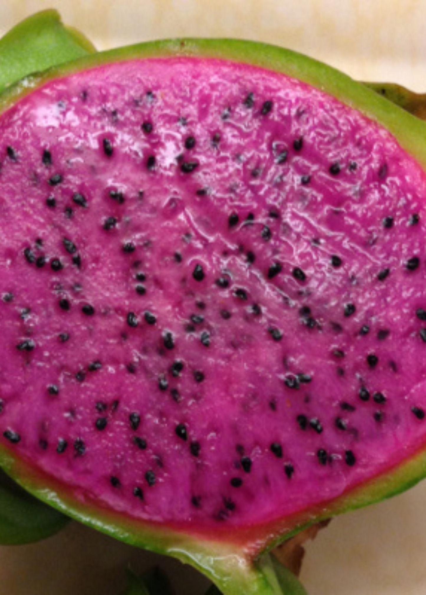 Dragon Fruit 'Edgar's Baby' (Hylocereus stenopterus x Hylocereus Guatemalensis) - Tampa Home & Garden Store