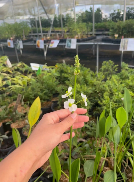 Duck Potato Sagittaria latifolia aquatic herb with white flowers, tall leaves Sow Exotic on Tampa Home & Garden Store