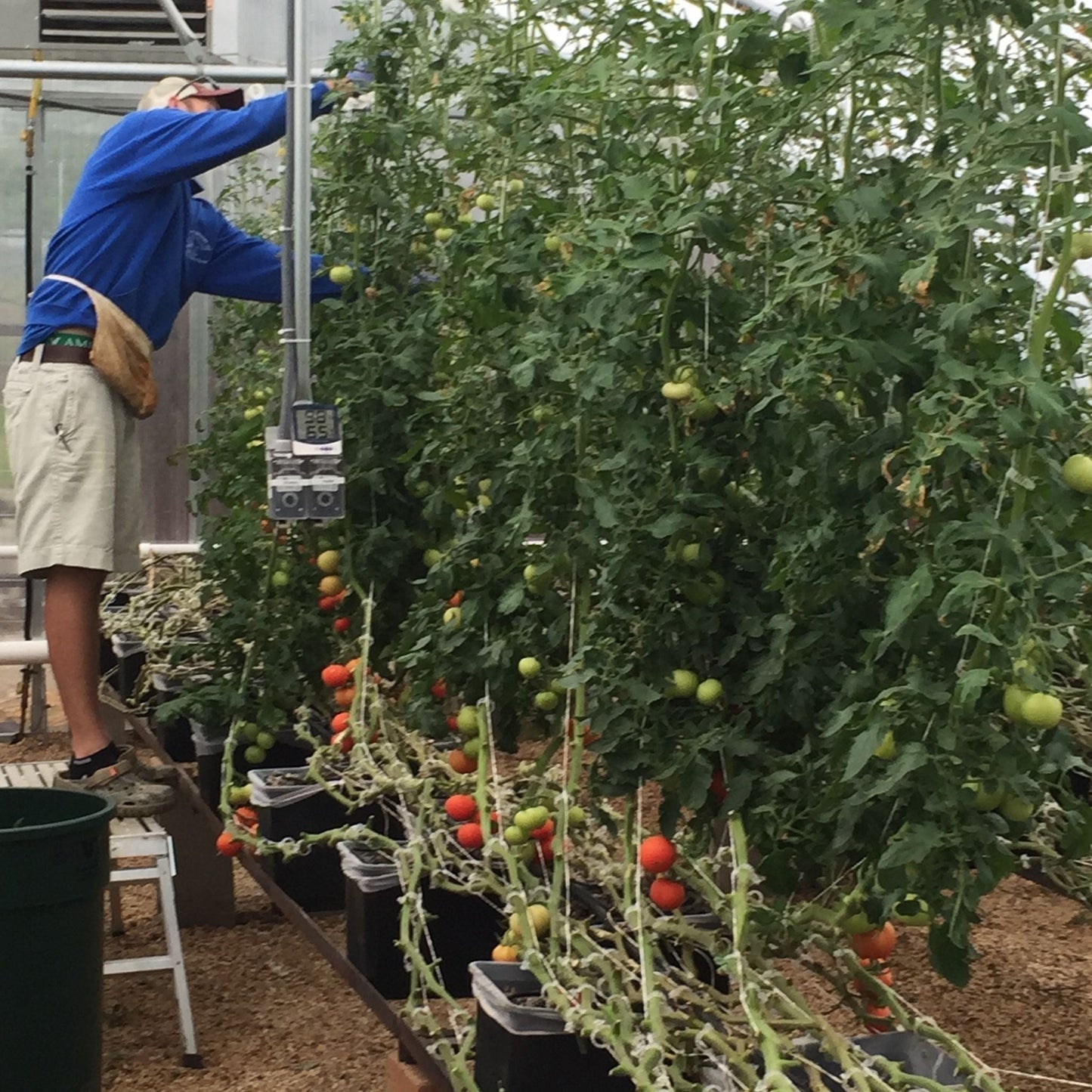 Dutch Buckets 10 Pack | No Lid - Tampa Home & Garden Store