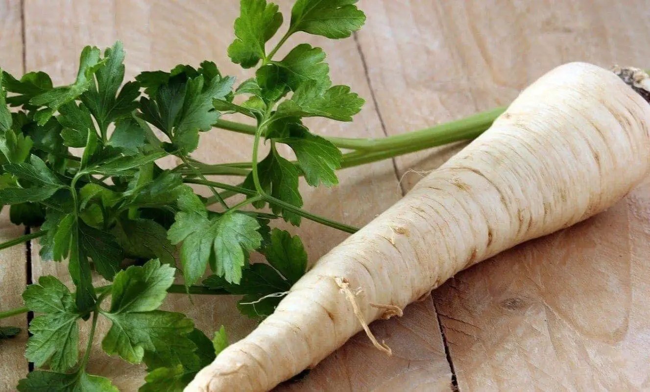 Dutch Hamburg Parsley Root with white tapered root and green parsley leaves on wood board on Tampa Home & Garden Store
