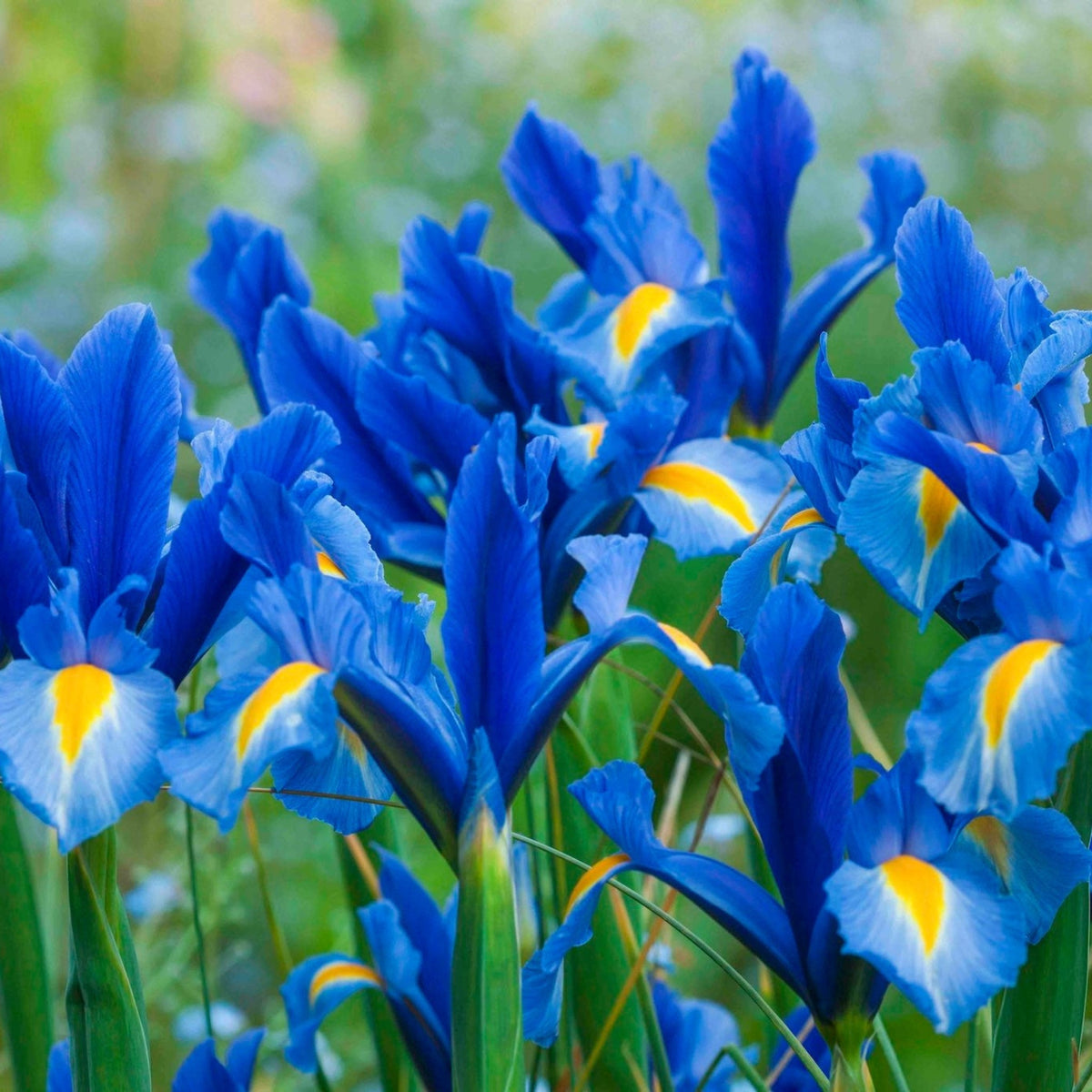Dutch Iris Sapphire Beauty plant with blue petals and yellow markings indoor outdoor plant on Tampa Home & Garden Store