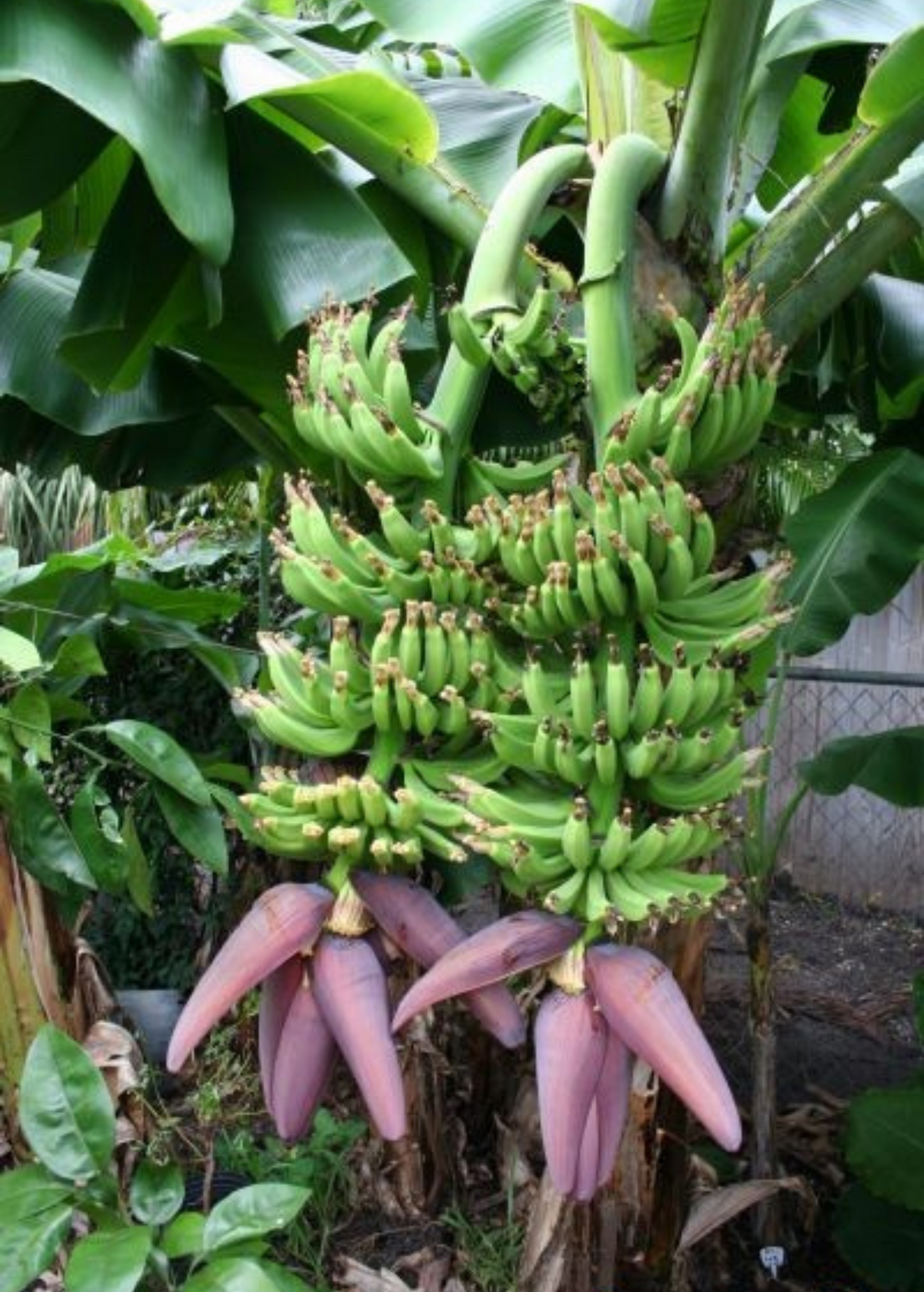 Dwarf Banana Tree Double Mahoi with green banana clusters on a plant Sow Exotic on Tampa Home & Garden Store