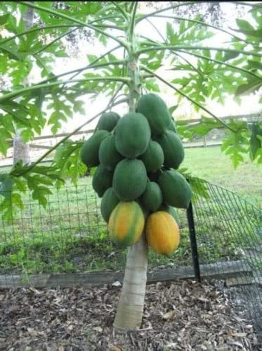 Dwarf Waimanalo Papaya - 10 Seeds - Rare Tropical Fruit Tree Seeds Plant - Tampa Home & Garden Store