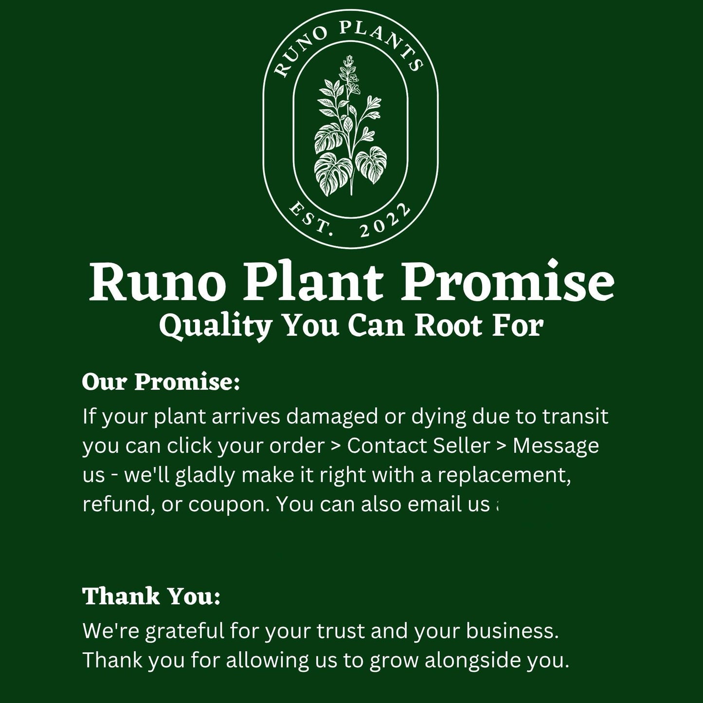 Beginner Friendly Mystery Bundle Box - 3 Easy-Care Plants
