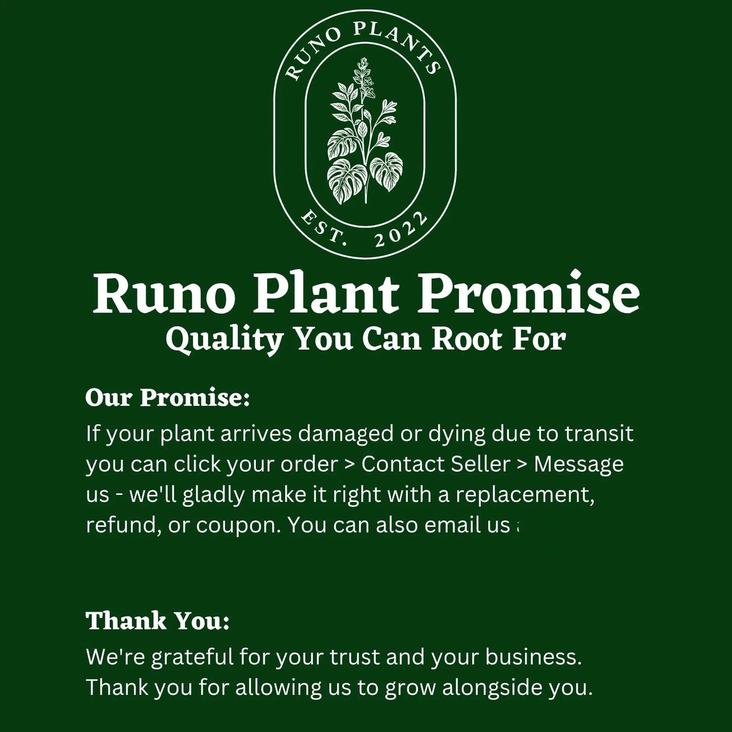 Beginner Friendly Mystery Bundle Box - 3 Easy-Care Plants - Tampa Home & Garden Store