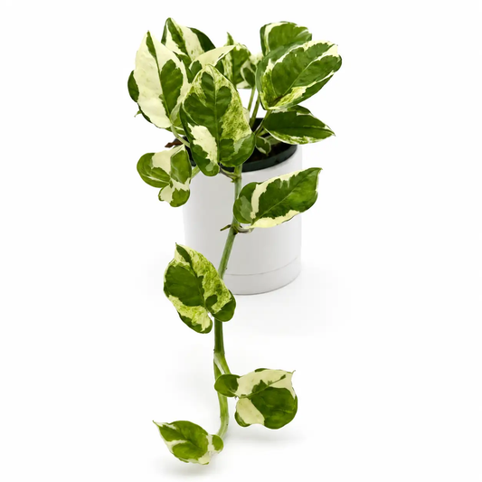 Pothos N Joy variegated indoor plant in white pot with green/cream leaves by RUNOPLANTS on Tampa Home & Garden Store