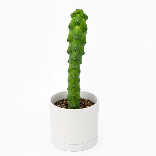 Boobie Cactus - Tampa Home & Garden Store