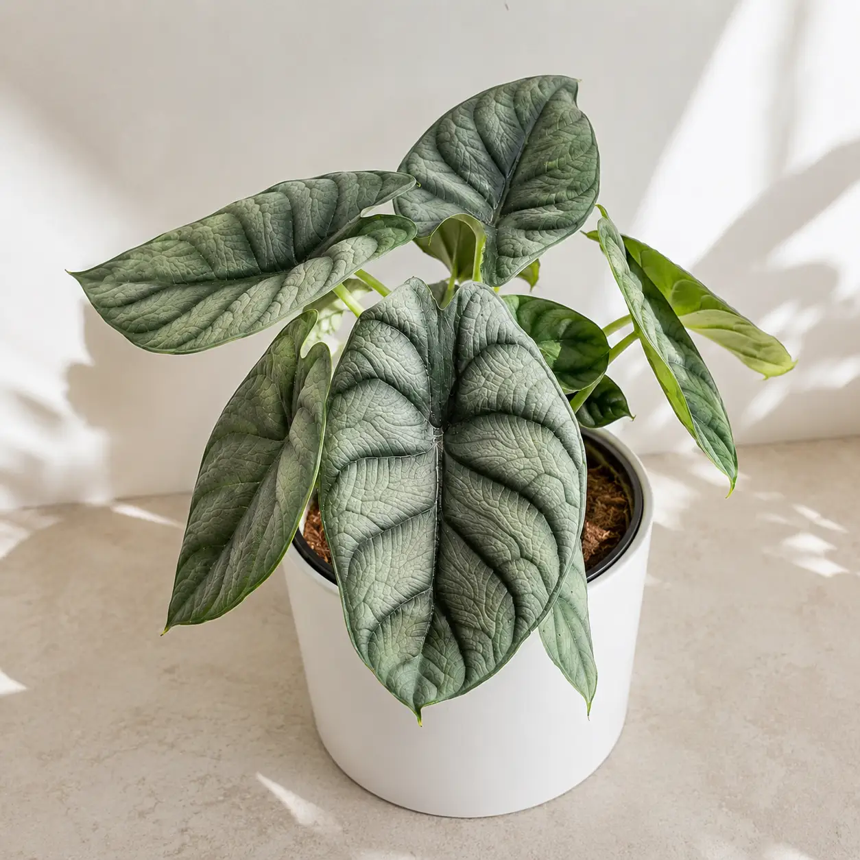 Alocasia Silver Dragon plant in white pot with dark green leaves RUNOPLANTS indoor decor on Tampa Home & Garden Store