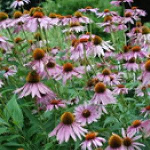 Purpurea Echinacea seeds; purple coneflowers in bloom with brown centers amid green foliage on Tampa Home & Garden Store
