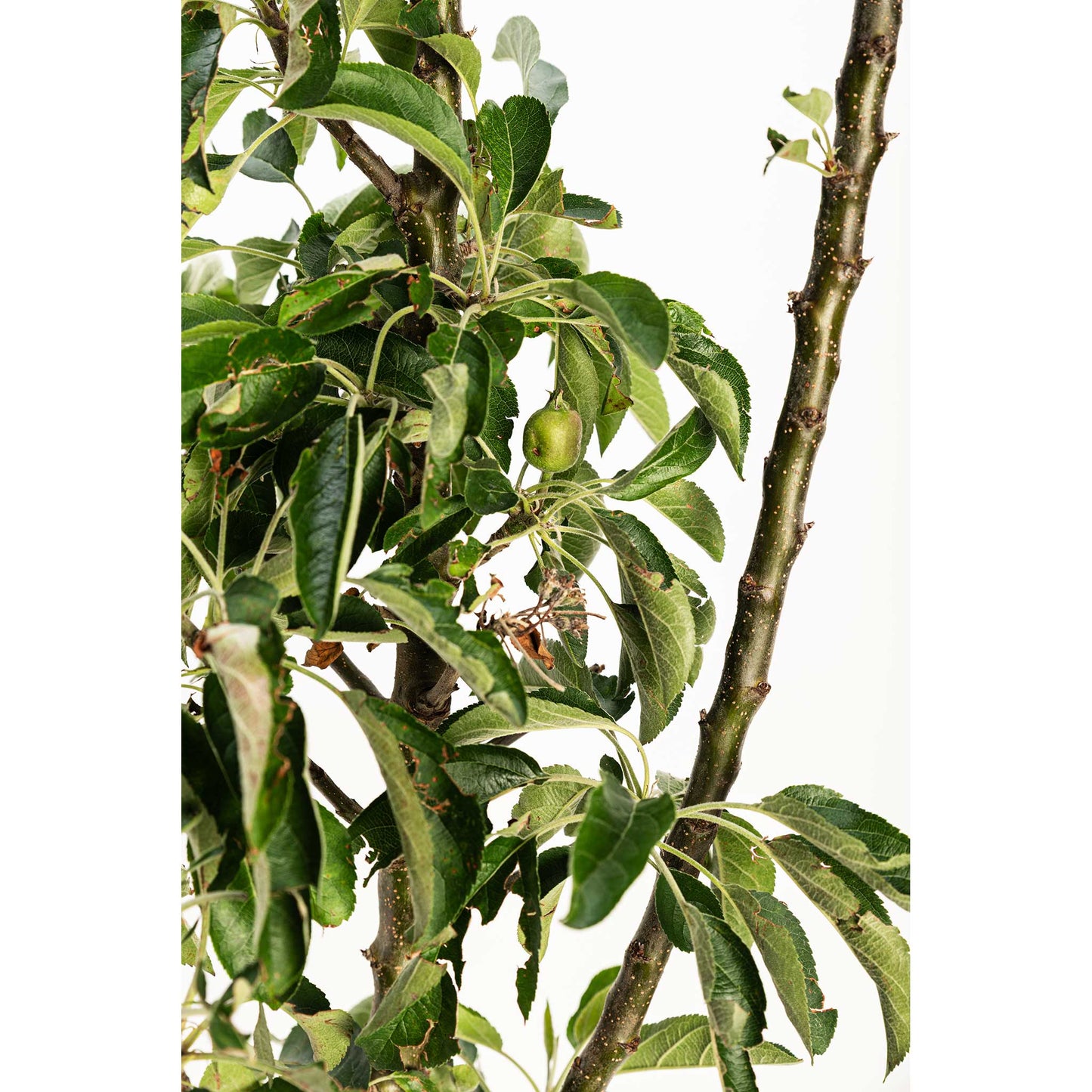 Golden Treat Apple Tree plant with green leaves and small fruit on Tampa Home & Garden Store