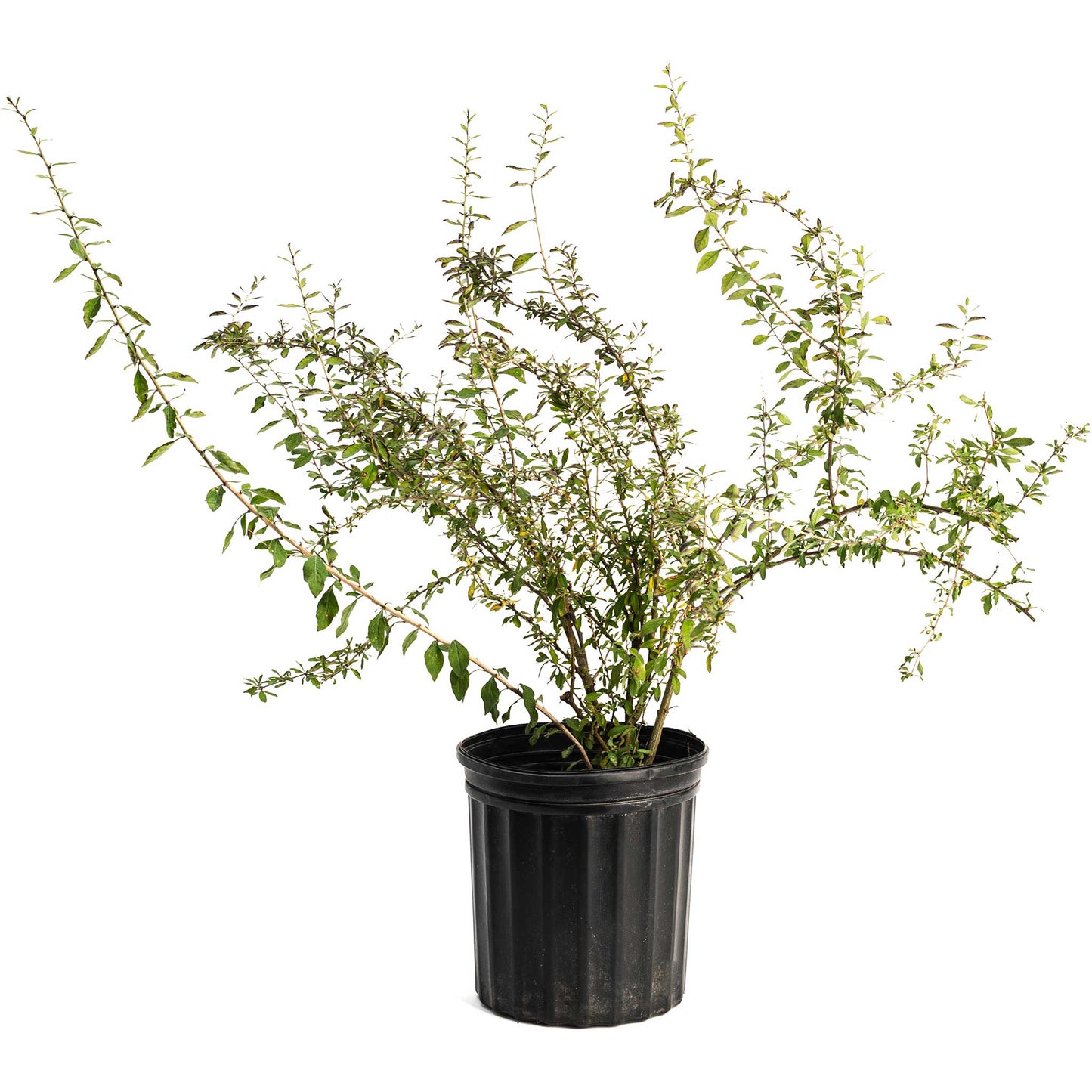 Goji berry plant with slender stems and small oval green leaves in a black plastic nursery pot on Tampa Home & Garden Store