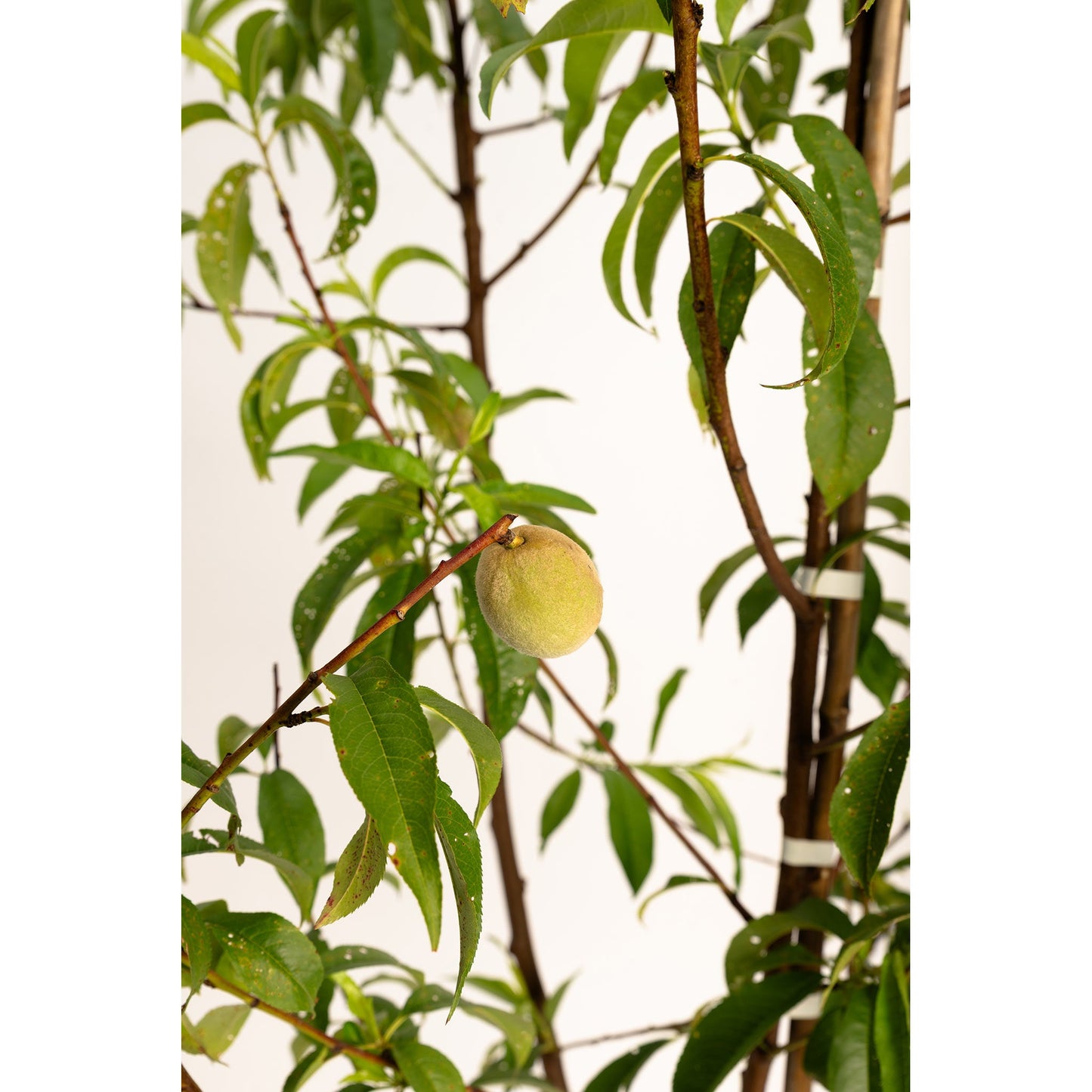 Multi-Fruit Peach Tree plant with fuzzy peaches, green leaves on brown branches Live Good on Tampa Home & Garden Store