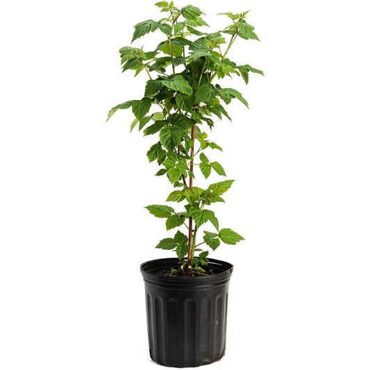 the premium Nova Red Raspberry Plants and Fruit