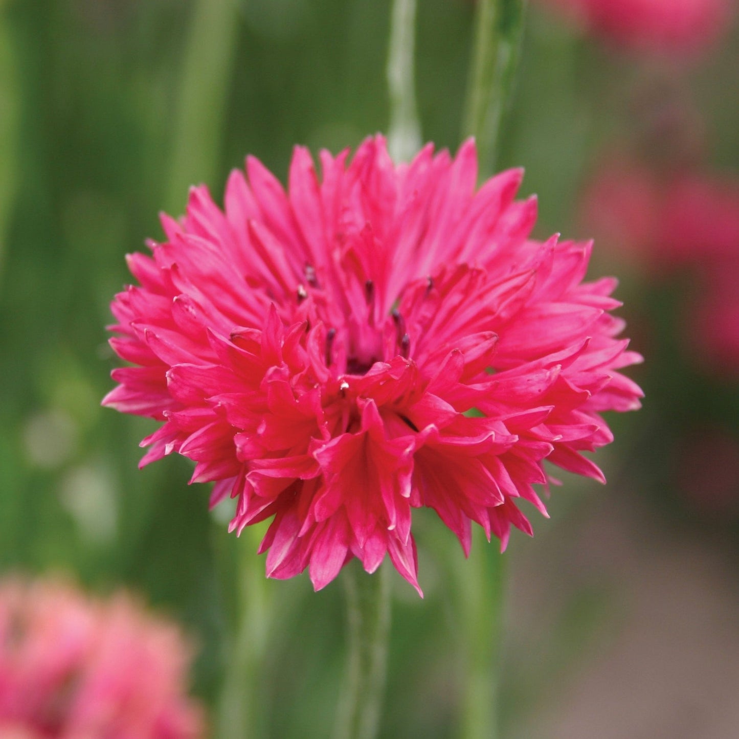 Bachelor's Buttons Red seeds pink bloom close-up with green background on Tampa Home & Garden Store