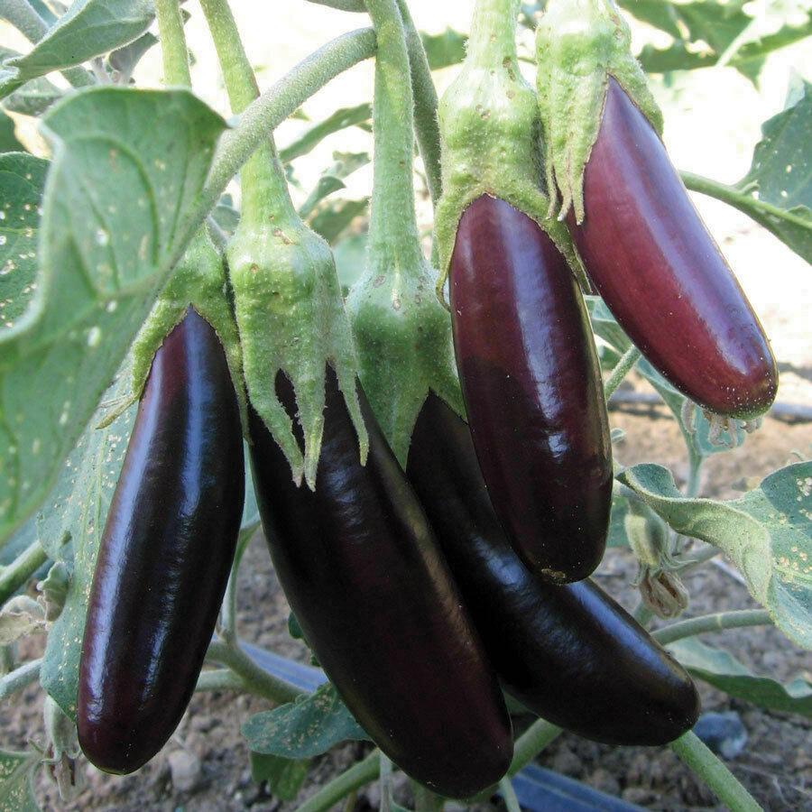 Little Fingers eggplants, slender purple fruits with green calyx on a plant (5 visible) on Tampa Home & Garden Store