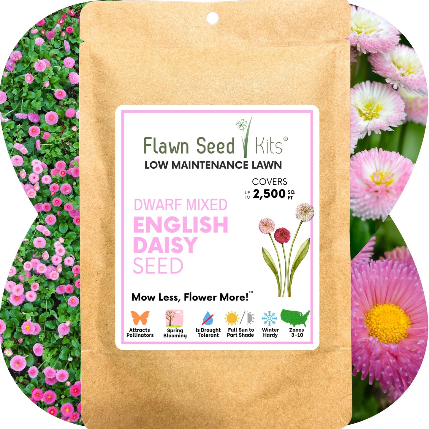 Brown English Daisy seed pouch by Flawn Seed Kits, DWARF MIXED ENGLISH DAISY seeds on Tampa Home & Garden Store