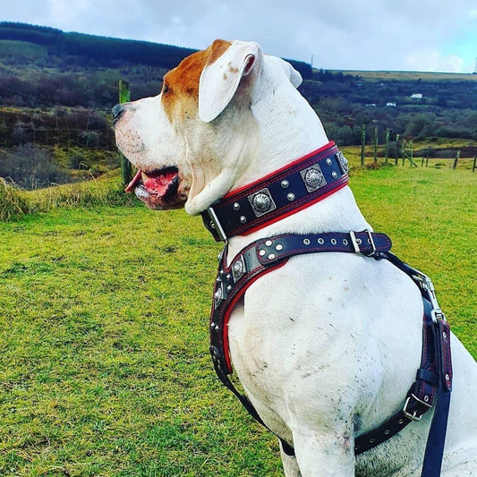 "EROS" BIG dog SET- Harness - collar - lead. Black & Red - Tampa Home & Garden Store