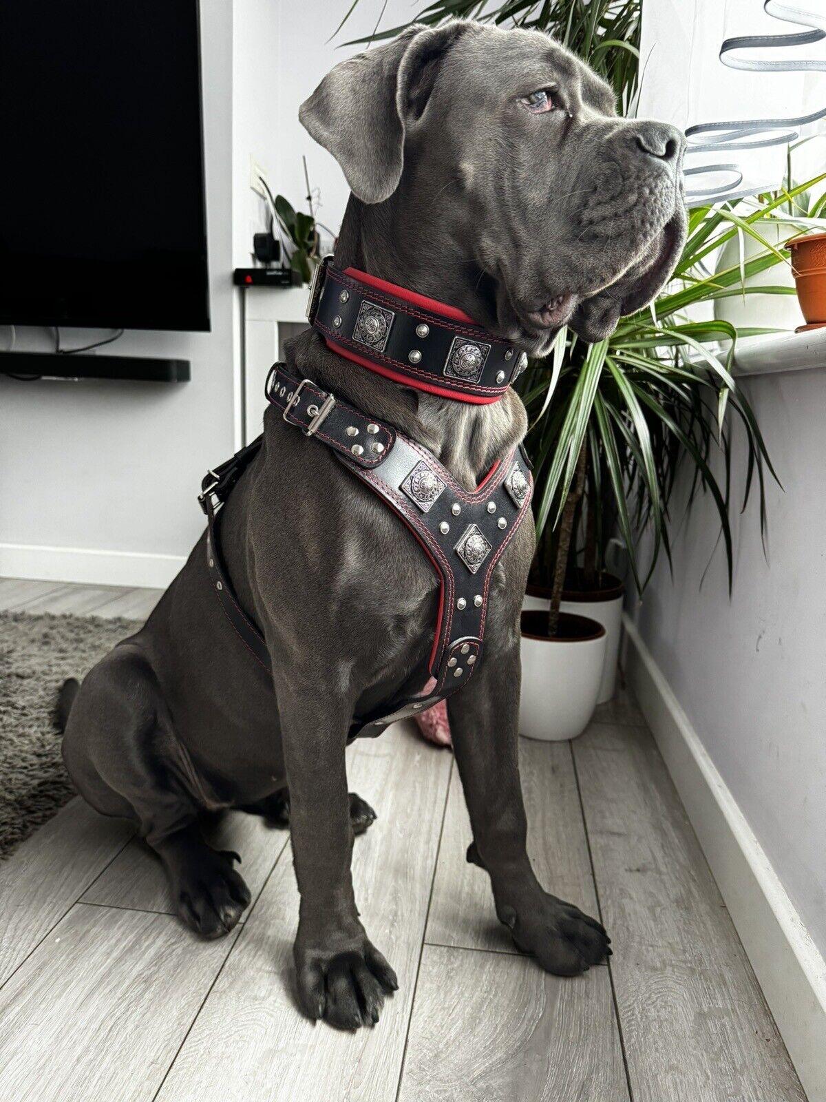 Eros harness collar and leash set on a gray dog, black with red trim and silver studs on Tampa Home & Garden Store