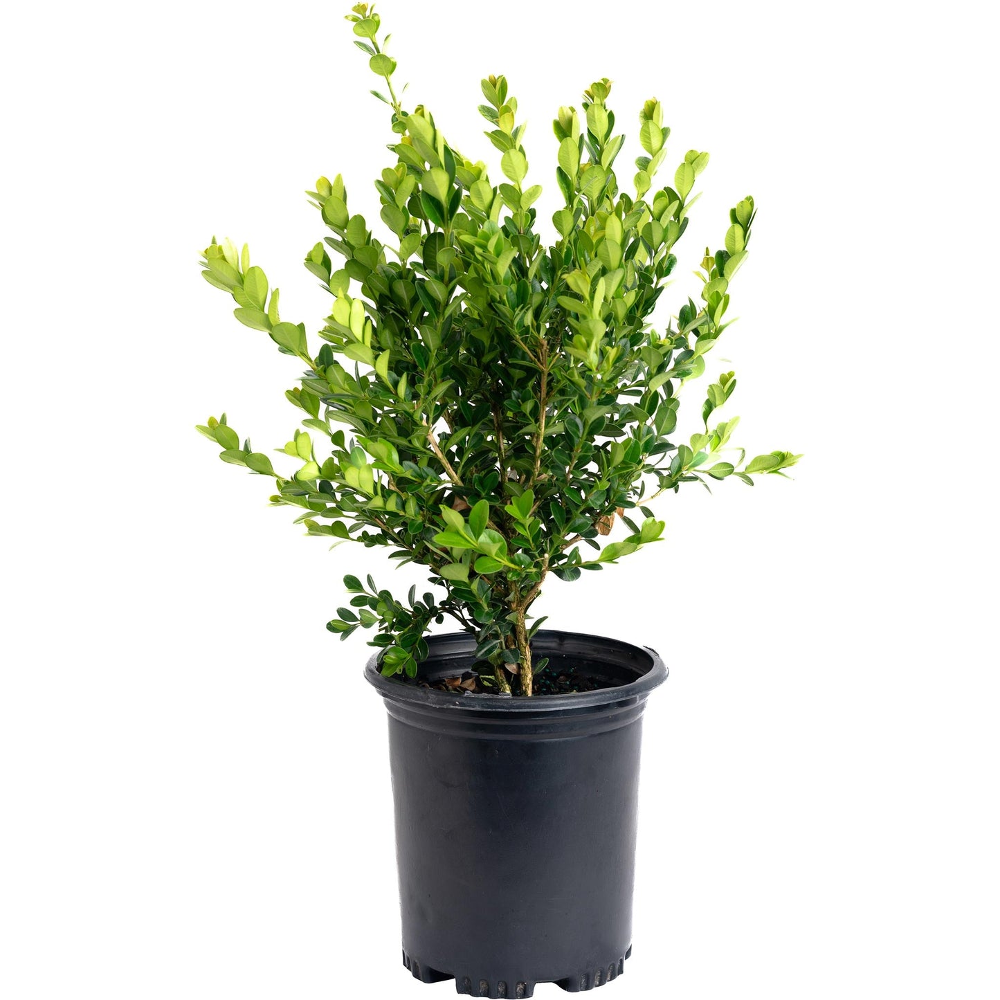 Winter Gem Boxwood plant in black nursery pot with glossy green leaves Live Good Logistics on Tampa Home & Garden Store