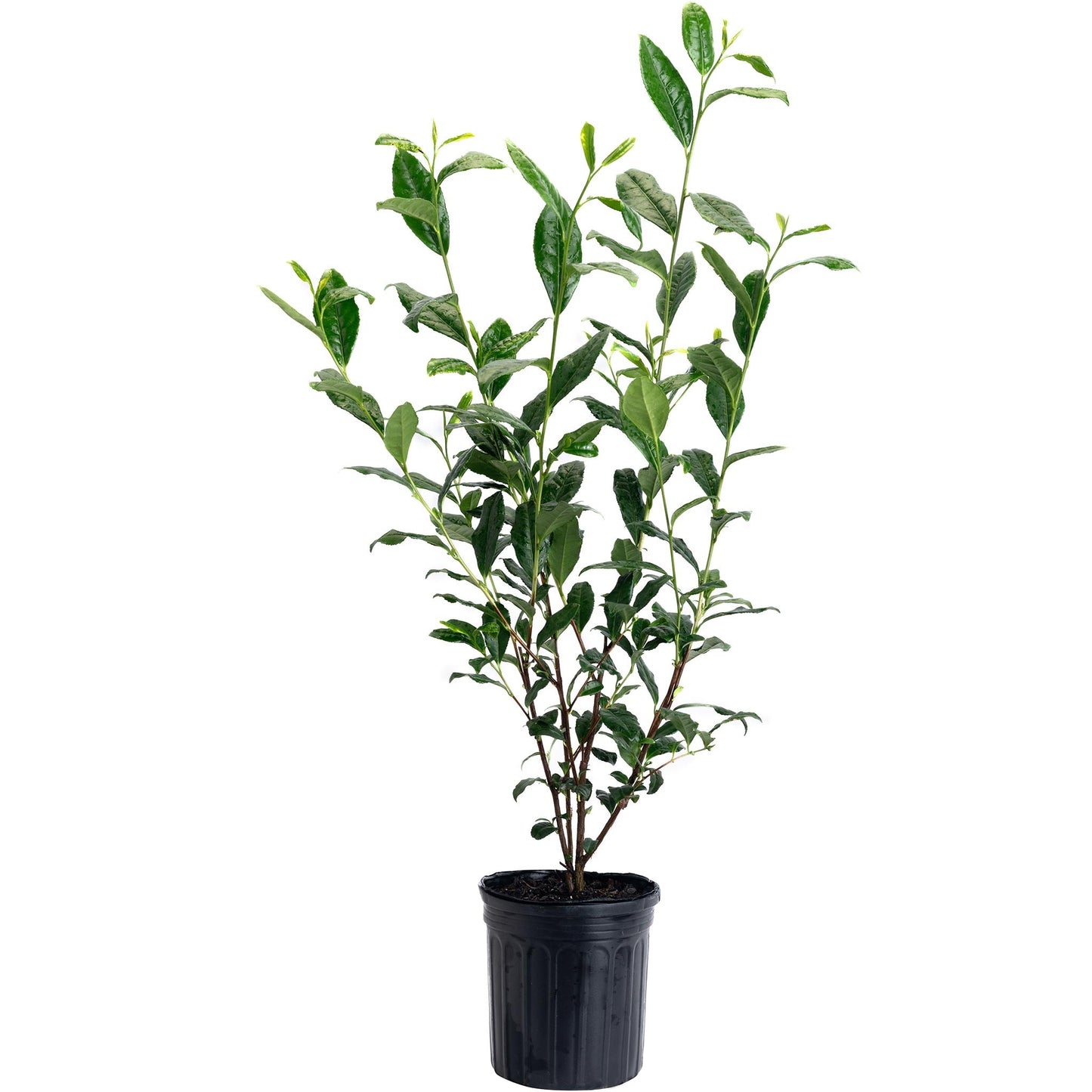 Tea Plant Camellia sinensis in black nursery pot, indoor & outdoor plant by Live Good Logistics on Tampa Home & Garden Store
