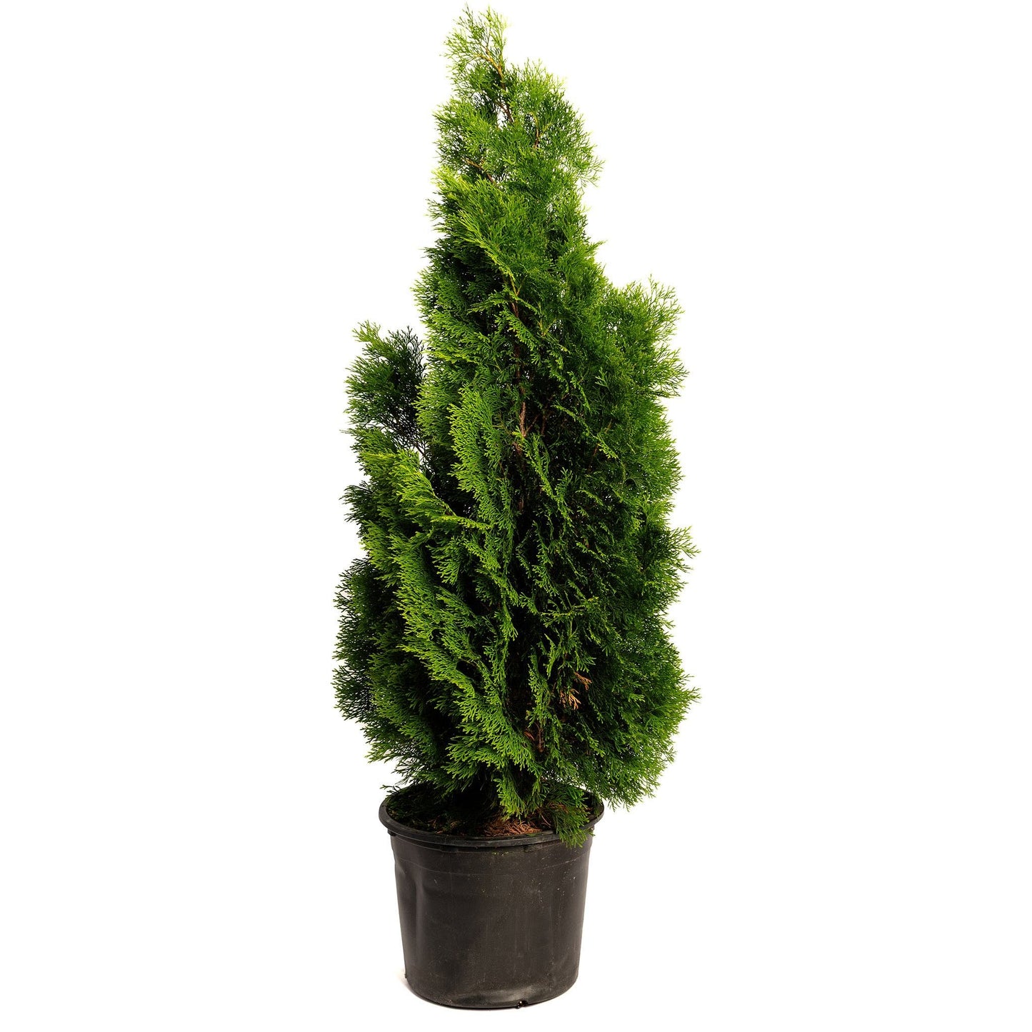 Emerald Green Arborvitae plant in a black plastic pot with dense emerald foliage by Live Good Logistics on Tampa Home & Garden Store