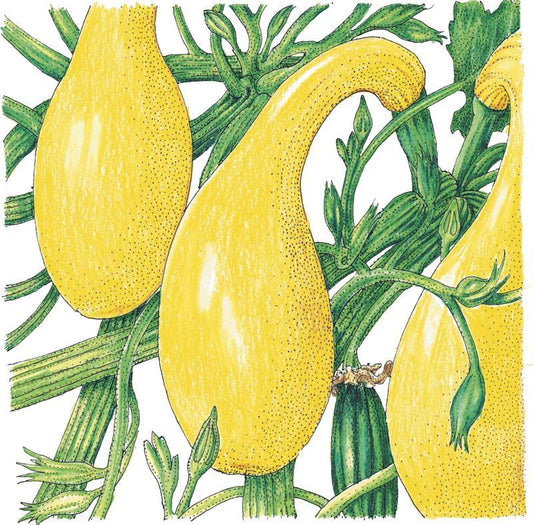 Early Crookneck Summer Squash Seeds (Organic) - Tampa Home & Garden Store