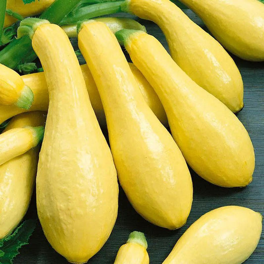 Early Straightneck Summer Squash Seeds Organic several yellow squash on display on Tampa Home & Garden Store