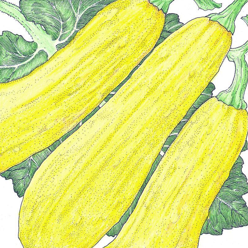 Early Straightneck Summer Squash Seeds (Organic) - Tampa Home & Garden Store