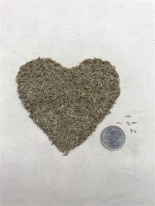 EcoSeed - The No Maintenance Lawn, Fine Fescue Lawn Mix, Eco-Friendly Grass - Tampa Home & Garden Store