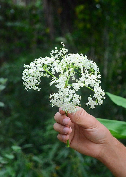 Elderberry, Florida Native (Sambucus canadensis) - Tampa Home & Garden Store