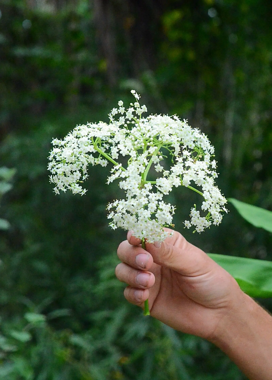 Florida elderberry plant Sambucus canadensis, white umbel flowers, garden herb by Sow Exotic on Tampa Home & Garden Store